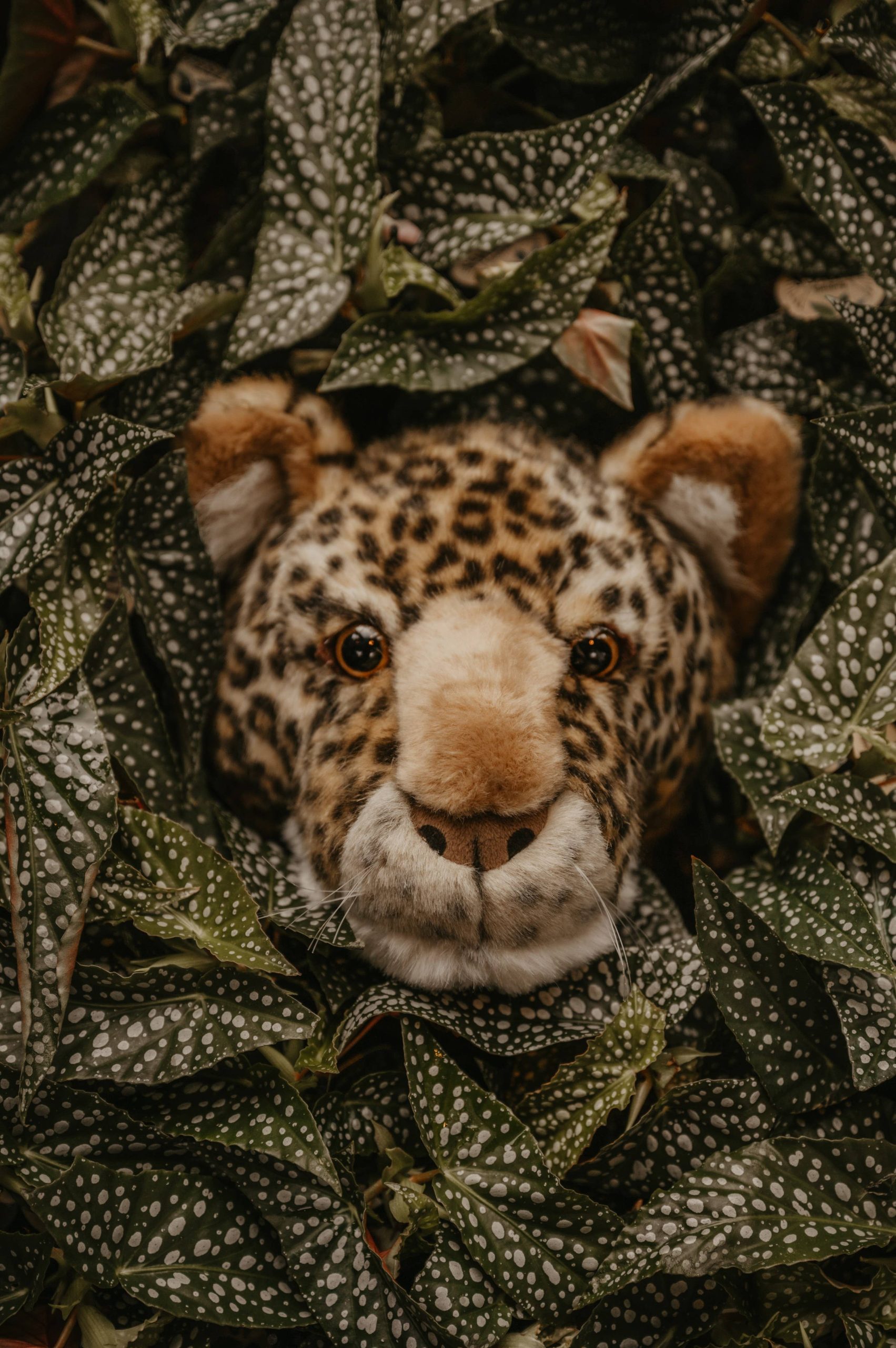 Trophée Charlie le léopard : décoration murale - Tête moyenne Wild and Soft