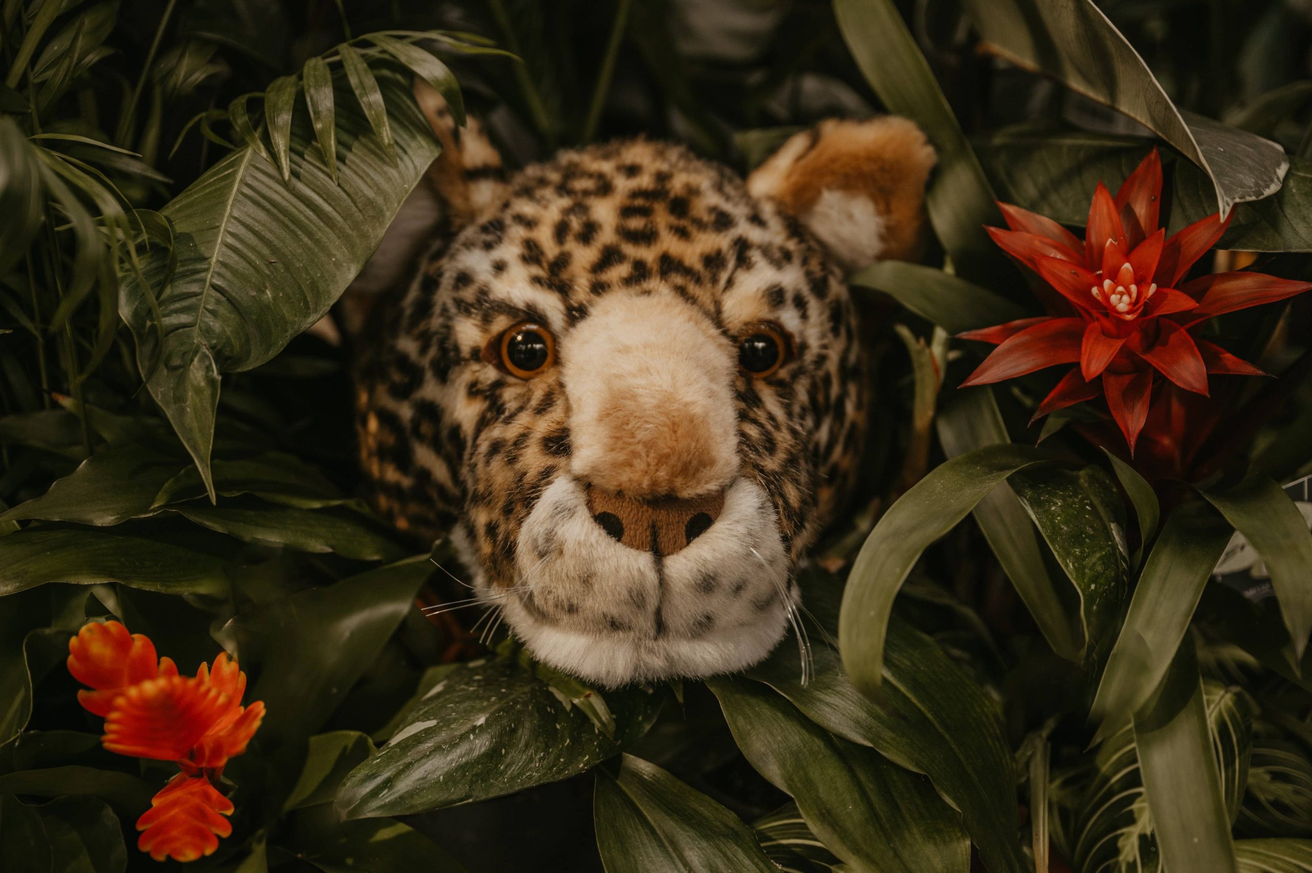 Trophée Charlie le léopard : décoration murale - Tête moyenne Wild and Soft – Image 2